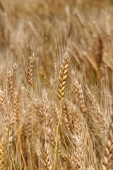 Yellow ripe wheat stalks are ready to be harvested 3