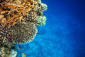 Coral reef