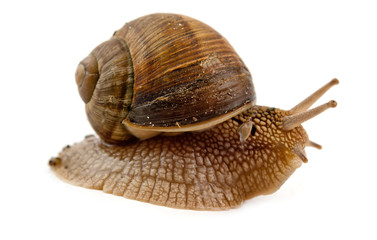 grawling snail isolated