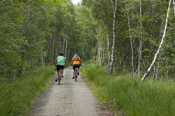 Fototapeta premium Radfahrer im Birkenwald