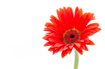 Gerbera