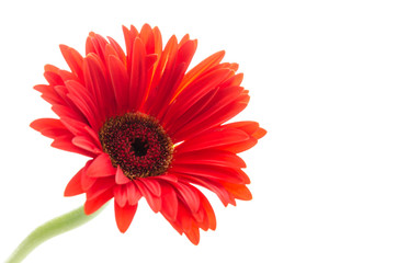 Gerbera