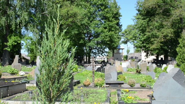 coniferous bush and blurred cross and gravestones in cemetery