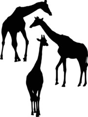three giraffe silhouettes isolated on white