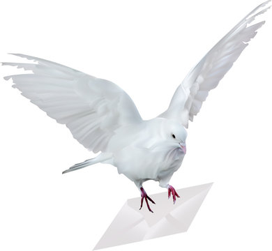 dove with white mail illustration