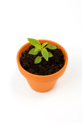 Isolated green sprout inside small flower pot