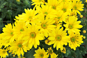yellow flower