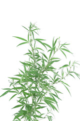 Young new growing cannabis plant.