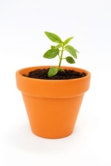 small flower pot and green plant isolated on white