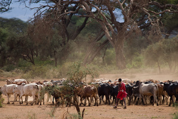 Masai Shepherd