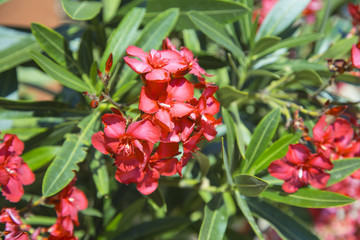 Pink bigonia flowers blooming in garden.