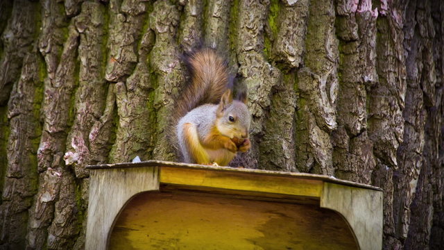 Beautiful Squirrel on the feeder eating Nut. HD 1080.