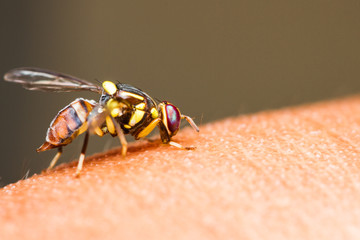 Oriental fruit fly