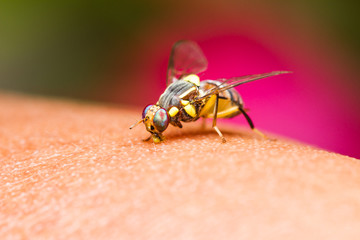 Oriental fruit fly
