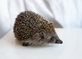 hedgehog