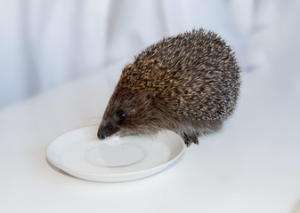 hedgehog
