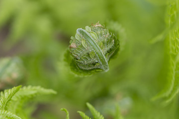 fern