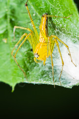 Lynx spider with Nest