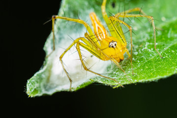 Lynx spider with Nest