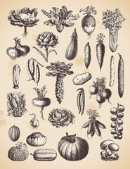 large collection of vegetables