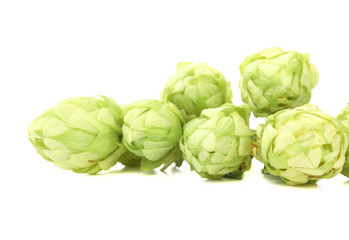 Fototapeta premium Hop flower green petals.