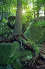 Fairy forest