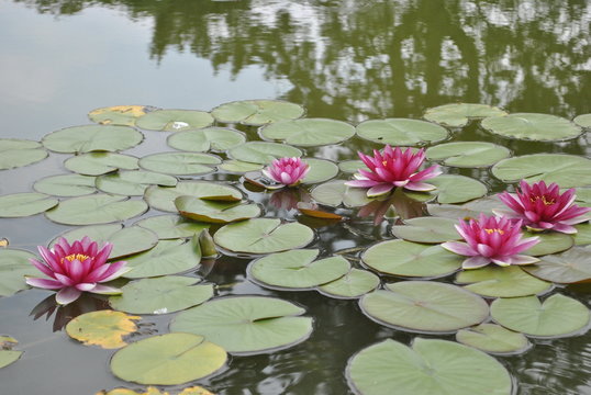 Fioriture - Parco Sigurt&agrave;