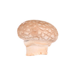 Champignon mushroom.