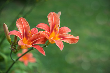 Orange Day Lily