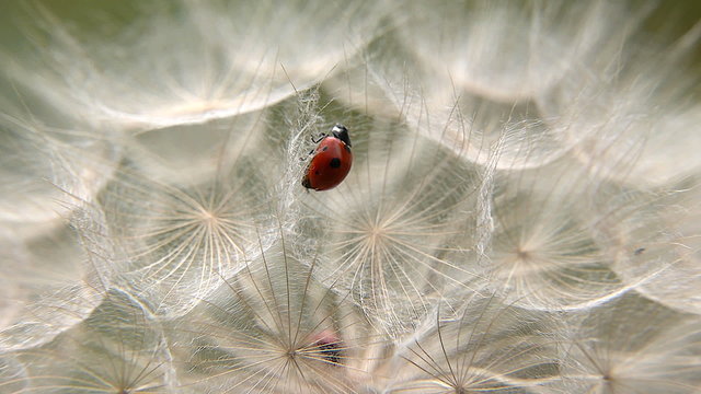 ladybug on dandelion seeds.