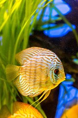 Aquarium with tropical fish of the Symphysodon discus spieces © Sergii Figurnyi