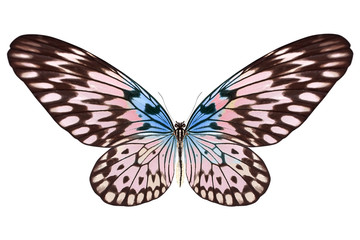 Obraz na płótnie Canvas beautiful butterfly isolated on white
