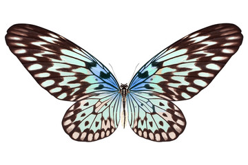 Fototapeta na wymiar beautiful butterfly isolated on white