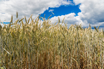 A wheat field, fresh crop of wheat