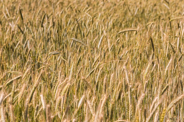 A wheat field, fresh crop of wheat
