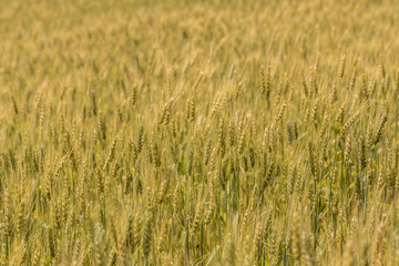 A wheat field, fresh crop of wheat