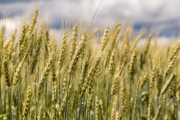 A wheat field, fresh crop of wheat