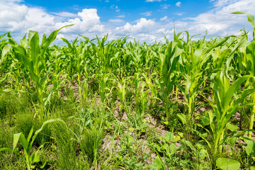 Green corn field