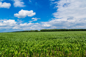 Green corn field
