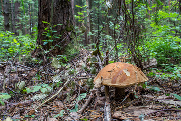 Большой ранний подберезовик