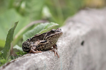 Лягушка готовится к прыжку