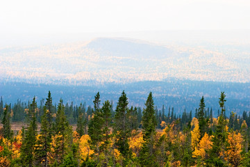 Taiga landscape