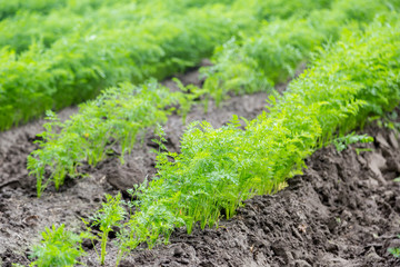 Carrots growing on a field in summer
