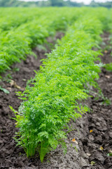 Carrots growing on a field in summer
