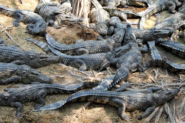 crocodile farm in thailand