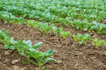 Cabbage field