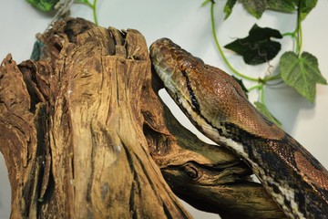 Python is resting on the log