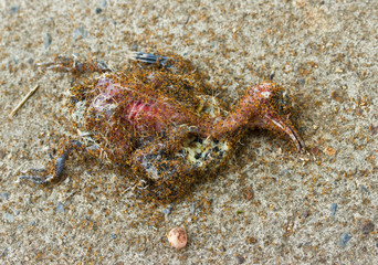 Ants eating a dead bird on the ground