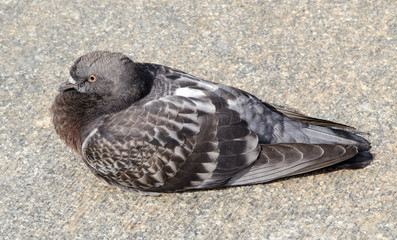 Obraz premium Gray Dove