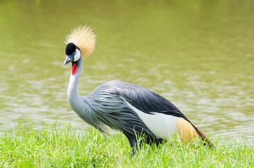 Crowned Crane